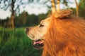 Kindly dog with fake mane at forest on sunny evening