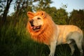 Kindly dog with fake mane at forest on sunny evening