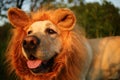 Kindly dog with fake mane at forest on sunny evening