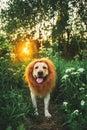 Kindly dog with fake mane at forest on sunny evening
