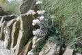 Kindness rock with encouraging message hidden in ancient stone wall under flowers