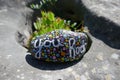 Kindness rock with painted you rock message and colorful polka dots on rock with succulent plant Royalty Free Stock Photo