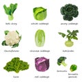 Kinds of cabbage. White, red, savoy, chinese, curly cabbage. Bok choy. Kale. Broccoli. Brussels sprouts. Kohlrabi