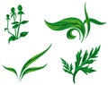 Kinds of plants