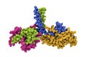 Kinesin, a motor protein which takes part in intracellular transport