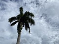 King Alexander Palm tree (Archontophoenix Alexandrae) under a blue cloudy sky. low angle shot. Royalty Free Stock Photo