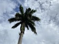 King Alexander Palm tree (Archontophoenix Alexandrae) under a blue cloudy sky. low angle shot. Royalty Free Stock Photo