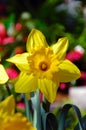 King Alfred Trumpet Narcissus Daffodil Royalty Free Stock Photo