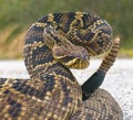 the king of all rattlesnake in the world, Eastern Diamondback rattler - Crotalus Adamanteus - in strike pose facing camera cropped Royalty Free Stock Photo