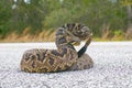 the king of all rattlesnake in the world, Eastern Diamondback rattler - Crotalus Adamanteus - in strike pose facing camera. 9