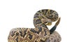 the king of all rattlesnake in the world, Eastern Diamondback rattler - Crotalus Adamanteus - in strike pose facing camera. Royalty Free Stock Photo