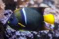 King angelfish (Holacanthus passer). Royalty Free Stock Photo