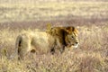 King of animals lion african savannah Royalty Free Stock Photo