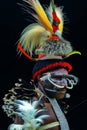 The King of Baliem Valley Papua Indonesia Royalty Free Stock Photo