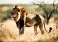 King of beasts lion in the African savannah. Wild nature