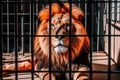 King Behind Bars A Lion's Gaze Through Captivity