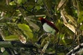 King bird-of-paradise or Cicinnurus regius observed in Nimbokrang in West Papua, Indonesia Royalty Free Stock Photo