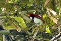 King bird-of-paradise or Cicinnurus regius observed in Nimbokrang in West Papua, Indonesia