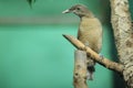 King bird-of-paradise juvenile