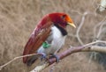 King bird of paradise