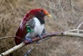 King bird of paradise