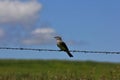 King bird sitting on a barbwire fence with blue sky and clouds in Kansas.