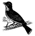 King bird vintage illustration