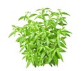 Fresh organic Andrographis paniculata or green chiretta plant Isolated on white background Royalty Free Stock Photo