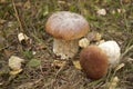 King bolete Royalty Free Stock Photo