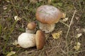 King bolete Royalty Free Stock Photo