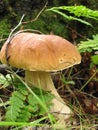 King bolete Royalty Free Stock Photo