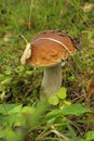 King bolete Royalty Free Stock Photo