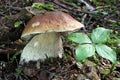 King Bolete Mushroom - Boletus edulis