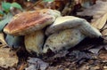 King Bolete Mushrooms Royalty Free Stock Photo