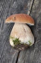 King Boletus Edulis Mushroom