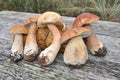 King boletus edulis Mushrooms or Porcinis