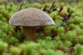 King boletus in the green moss macro.