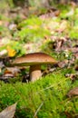 King boletus mushroom