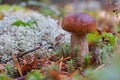 King boletus mushroom in the forest close up. Surrounded by white moss. Autumn sepe in the woods. Cooking delicious organic mushr Royalty Free Stock Photo