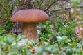 King boletus mushroom with red cape in the forest close up. Surrounded by green plants and woods. Royalty Free Stock Photo