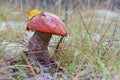 King boletus mushroom with red cape in the forest close up. Surrounded by green plants and woods. Royalty Free Stock Photo