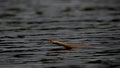 king brown snake