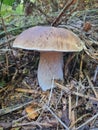 King bulet mushroom