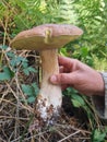 King bullet mushroom in human hand