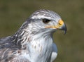 King buzzard Royalty Free Stock Photo