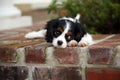 King Charles Cavalier Puppy