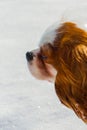 King Charles Cavalier in the snow Royalty Free Stock Photo