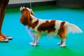 A King Charles Spaniel during a dog show