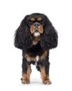 King Charles Spaniel dog on white background