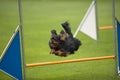 A King Charles Spaniel jumping